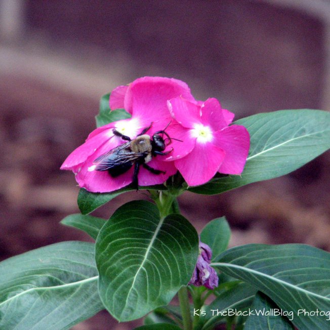 img_6132close-up-bug-on-flower